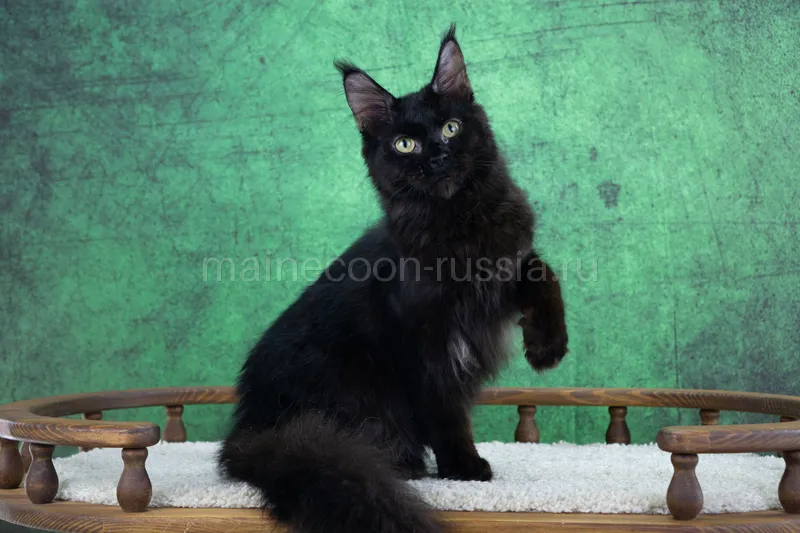 Котенок мейн-кун Черный MCO n Мальчик