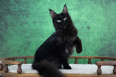 Maine Coon kitten