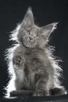 Котенок мейн-кун