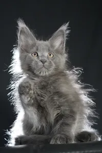 Котенок мейн-кун