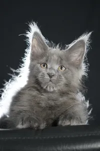 Котенок мейн-кун