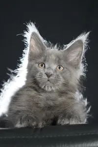 Котенок мейн-кун