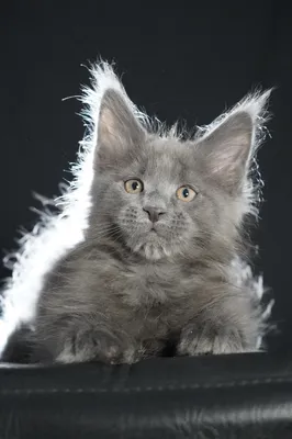Котенок мейн-кун