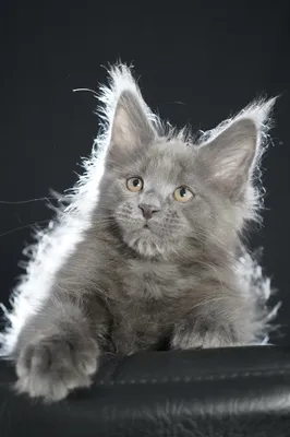 Котенок мейн-кун