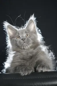 Котенок мейн-кун