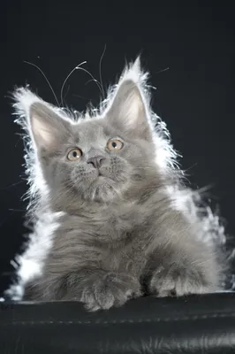 Котенок мейн-кун