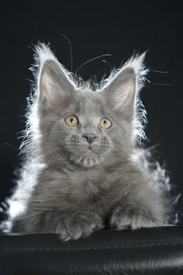 Котенок мейн-кун