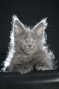 Котенок мейн-кун