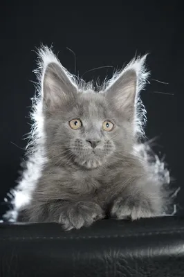 Котенок мейн-кун