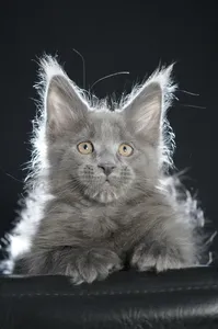 Котенок мейн-кун