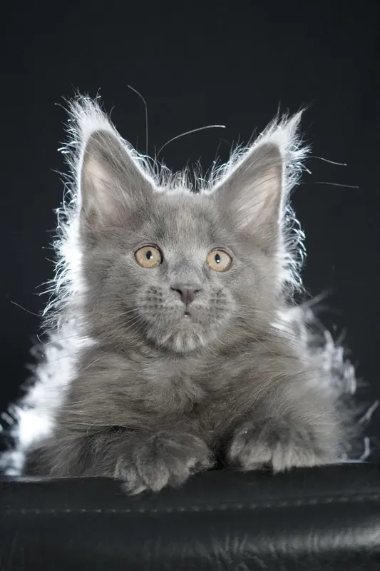 Maine Coon kitten Blue MCO a  Boy