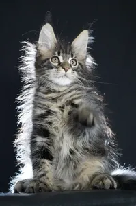 Котенок мейн-кун