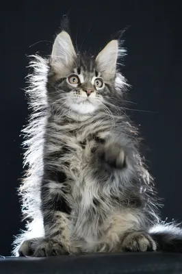 Котенок мейн-кун