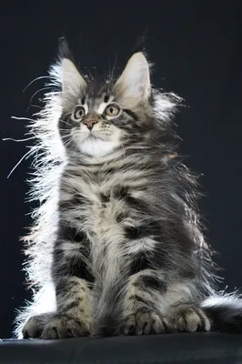 Котенок мейн-кун