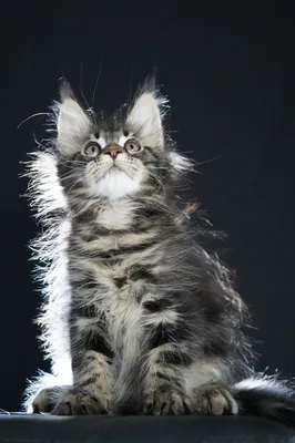 Котенок мейн-кун