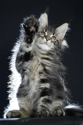 Котенок мейн-кун