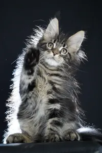 Котенок мейн-кун