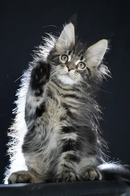 Котенок мейн-кун