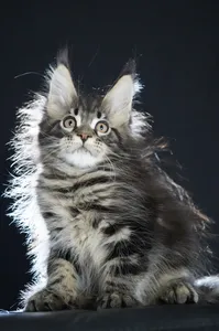 Котенок мейн-кун