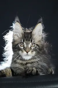 Котенок мейн-кун