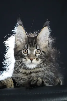 Котенок мейн-кун