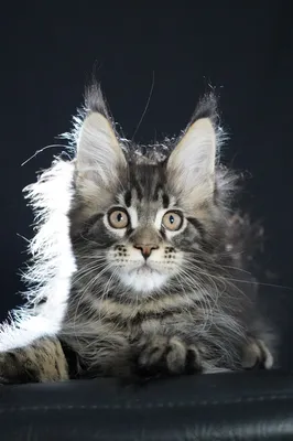 Котенок мейн-кун