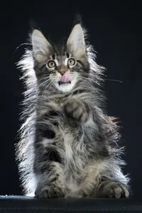 Котенок мейн-кун