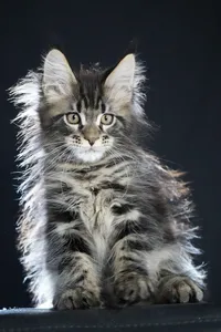 Котенок мейн-кун