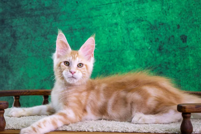 Maine Coon kitten Red Silver Classic Tabby MCO ds 22 Boy