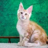 Tom - фото 8