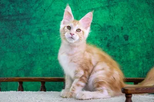 Котенок мейн-кун