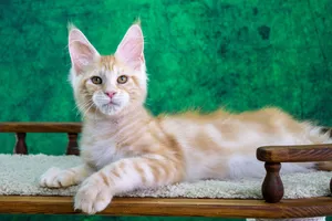 Котенок мейн-кун