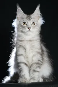 Котенок мейн-кун