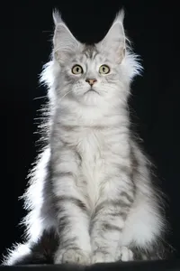 Котенок мейн-кун