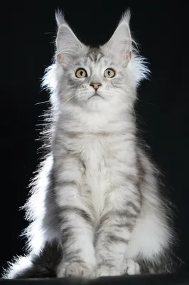 Maine Coon kitten