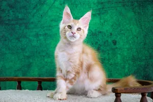 Котенок мейн-кун