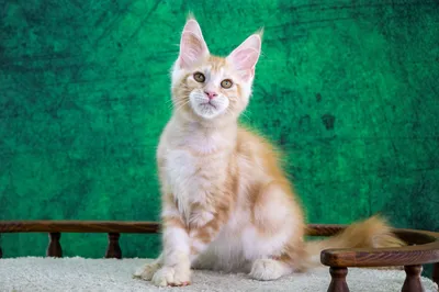 Котенок мейн-кун