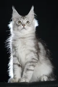 Котенок мейн-кун