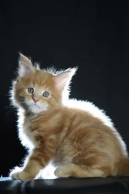 Maine Coon kitten