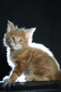 Котенок мейн-кун