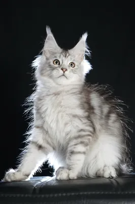Maine Coon kitten