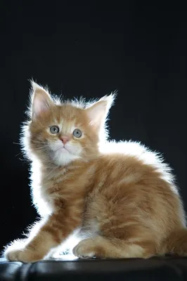 Maine Coon kitten