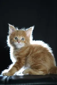 Котенок мейн-кун