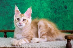 Котенок мейн-кун