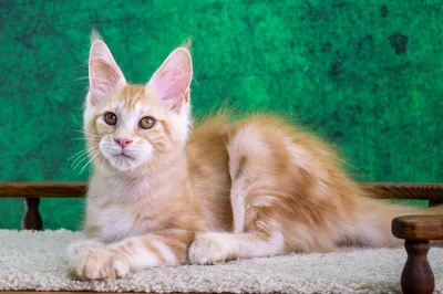 Котенок мейн-кун