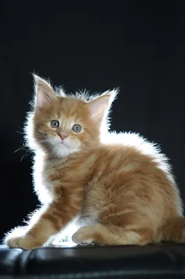Maine Coon kitten