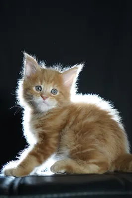 Maine Coon kitten