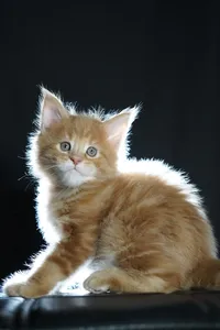 Котенок мейн-кун