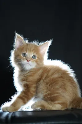 Maine Coon kitten