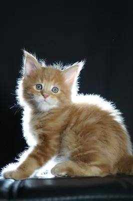 Maine Coon kitten